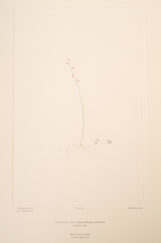 Banks' Florilegium Limited Edition "Part XI: Australia Plates 226-247" Engravings