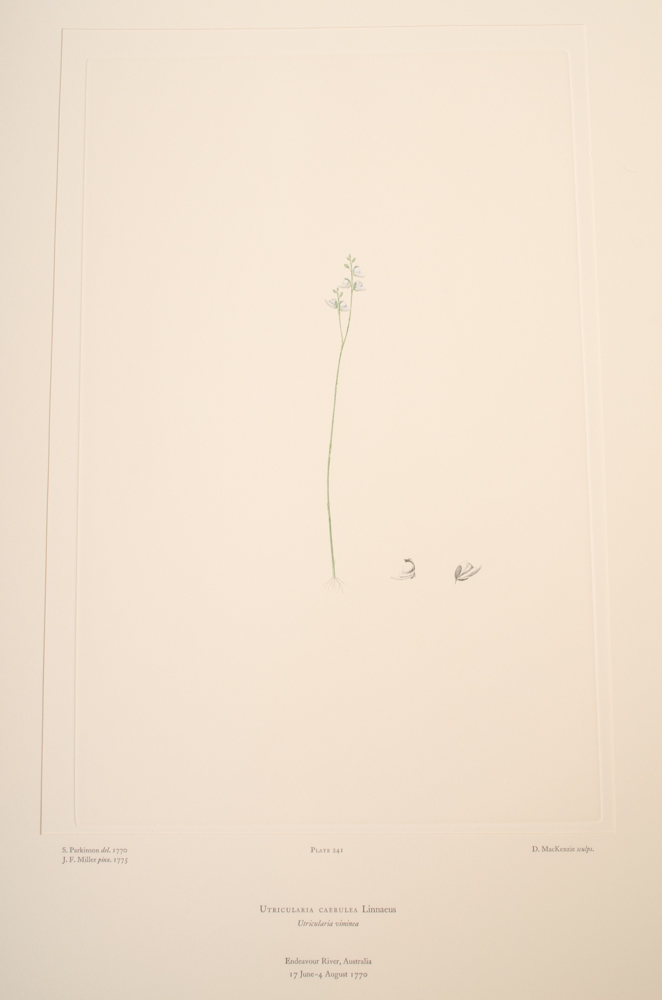 Banks' Florilegium Limited Edition "Part XI: Australia Plates 226-247" Engravings