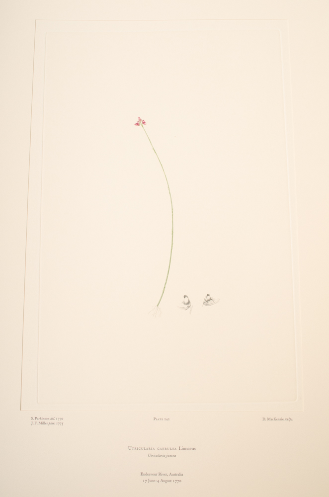 Banks' Florilegium Limited Edition "Part XI: Australia Plates 226-247" Engravings