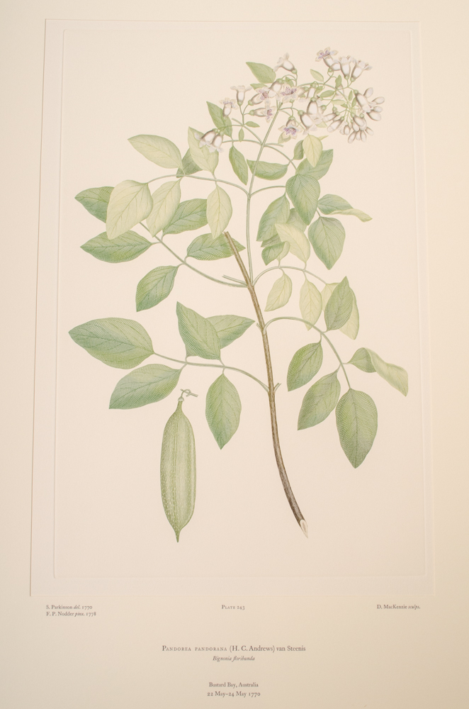 Banks' Florilegium Limited Edition "Part XI: Australia Plates 226-247" Engravings