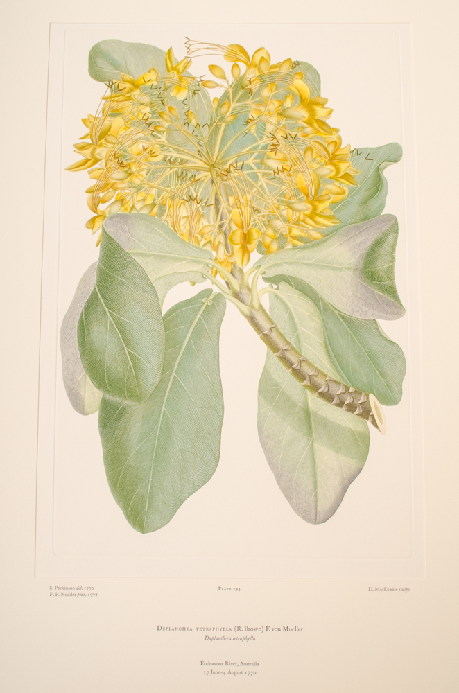 Banks' Florilegium Limited Edition "Part XI: Australia Plates 226-247" Engravings