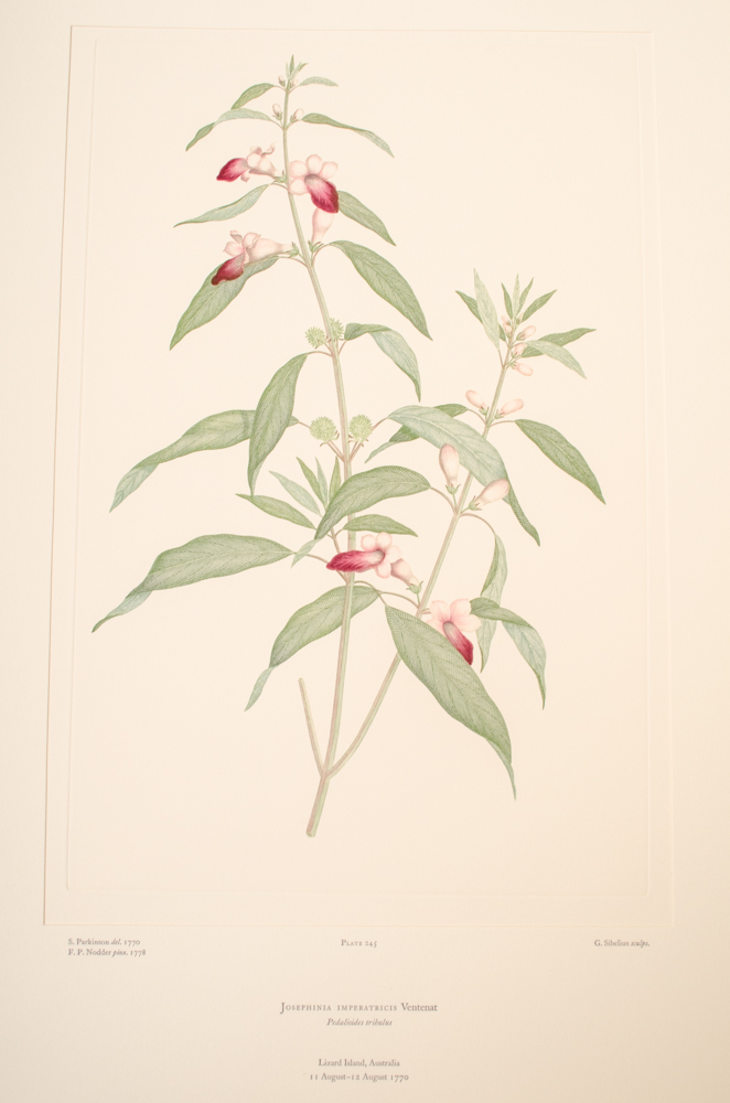 Banks' Florilegium Limited Edition "Part XI: Australia Plates 226-247" Engravings