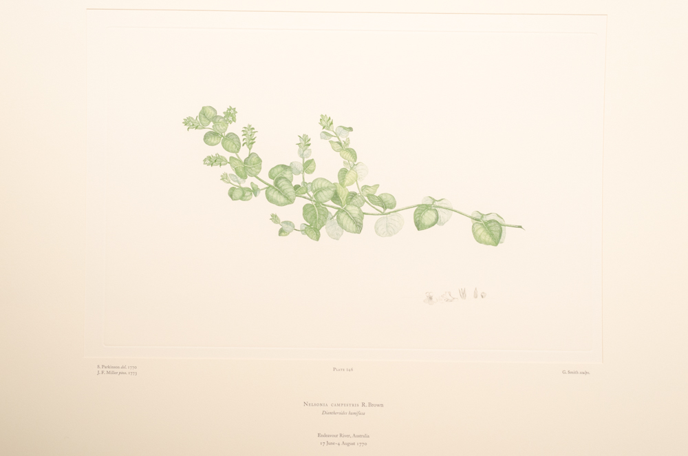 Banks' Florilegium Limited Edition "Part XI: Australia Plates 226-247" Engravings