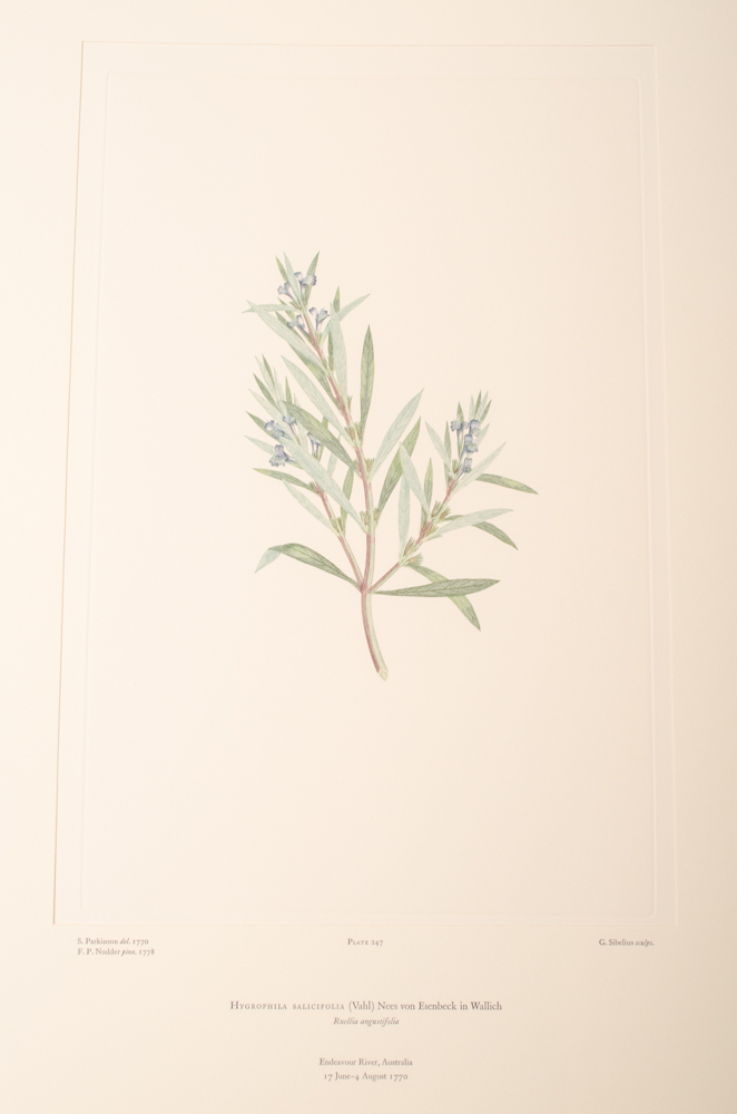 Banks' Florilegium Limited Edition "Part XI: Australia Plates 226-247" Engravings