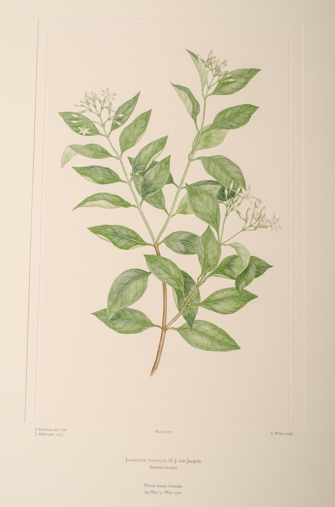 Banks' Florilegium Limited Edition "Part X: Australia Plates 203-225" Engravings