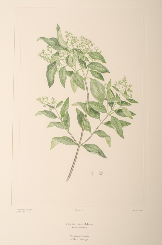 Banks' Florilegium Limited Edition "Part X: Australia Plates 203-225" Engravings