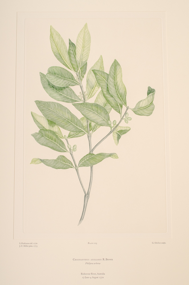 Banks' Florilegium Limited Edition "Part X: Australia Plates 203-225" Engravings