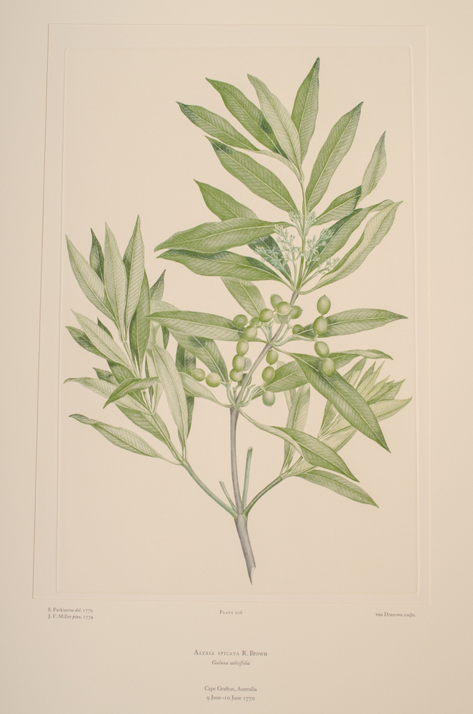 Banks' Florilegium Limited Edition "Part X: Australia Plates 203-225" Engravings