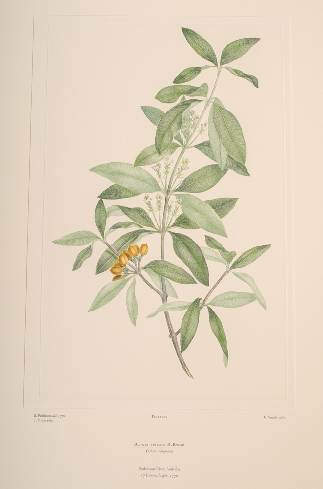Banks' Florilegium Limited Edition "Part X: Australia Plates 203-225" Engravings