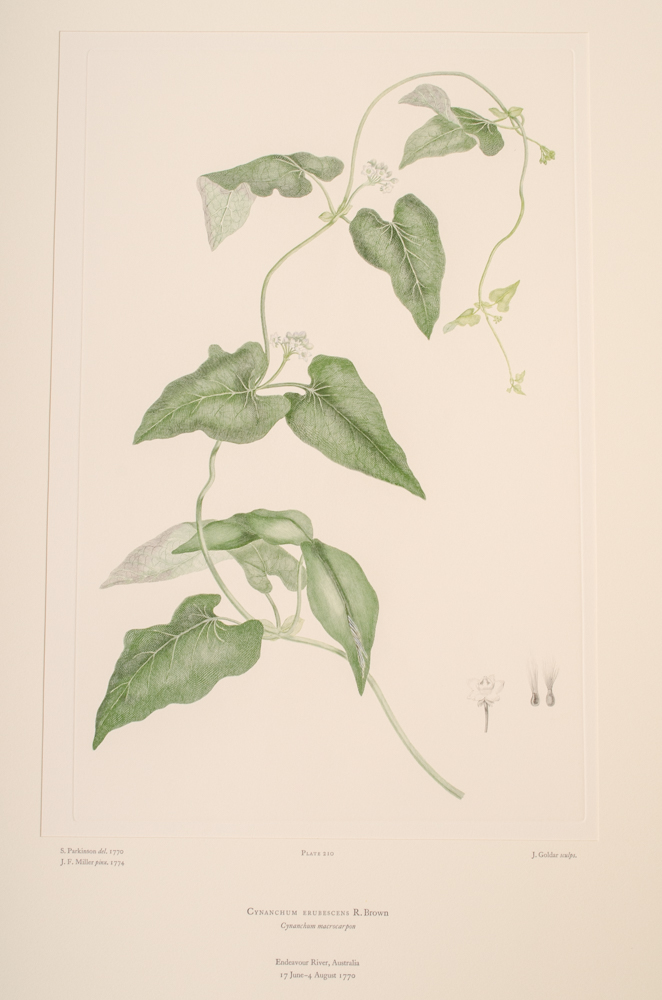 Banks' Florilegium Limited Edition "Part X: Australia Plates 203-225" Engravings