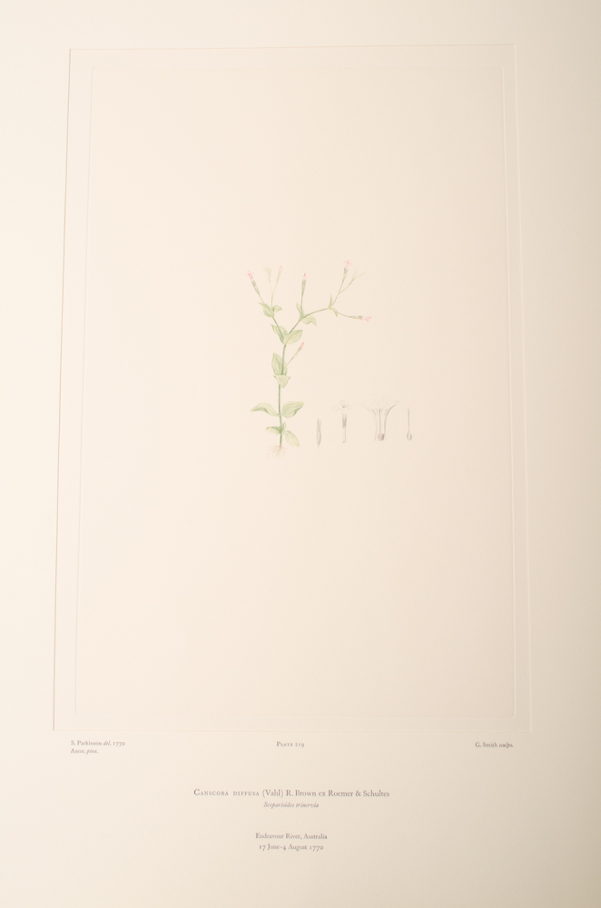 Banks' Florilegium Limited Edition "Part X: Australia Plates 203-225" Engravings