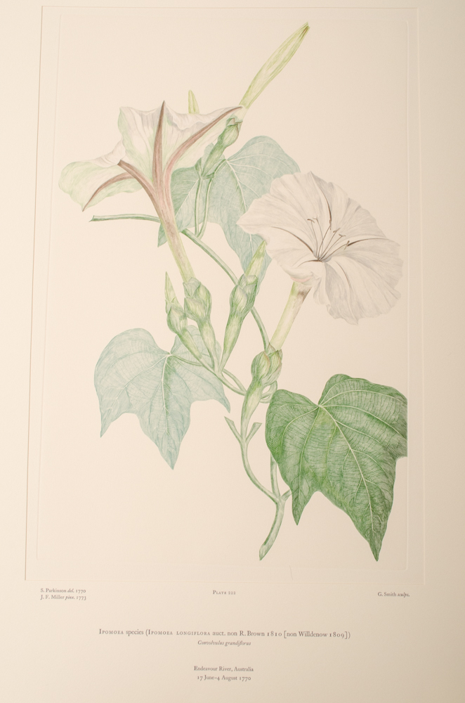 Banks' Florilegium Limited Edition "Part X: Australia Plates 203-225" Engravings