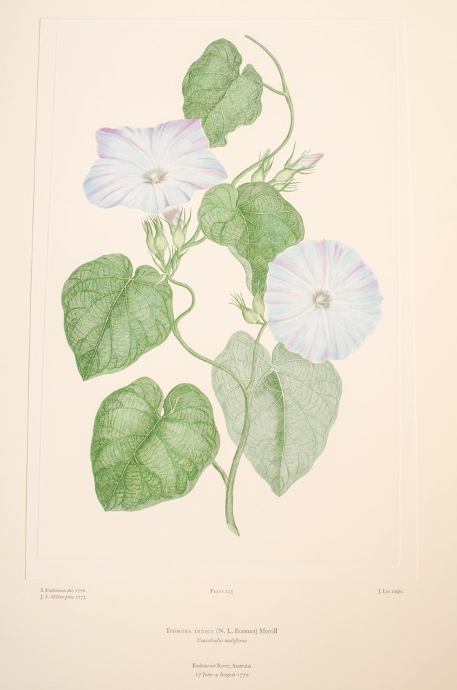 Banks' Florilegium Limited Edition "Part X: Australia Plates 203-225" Engravings
