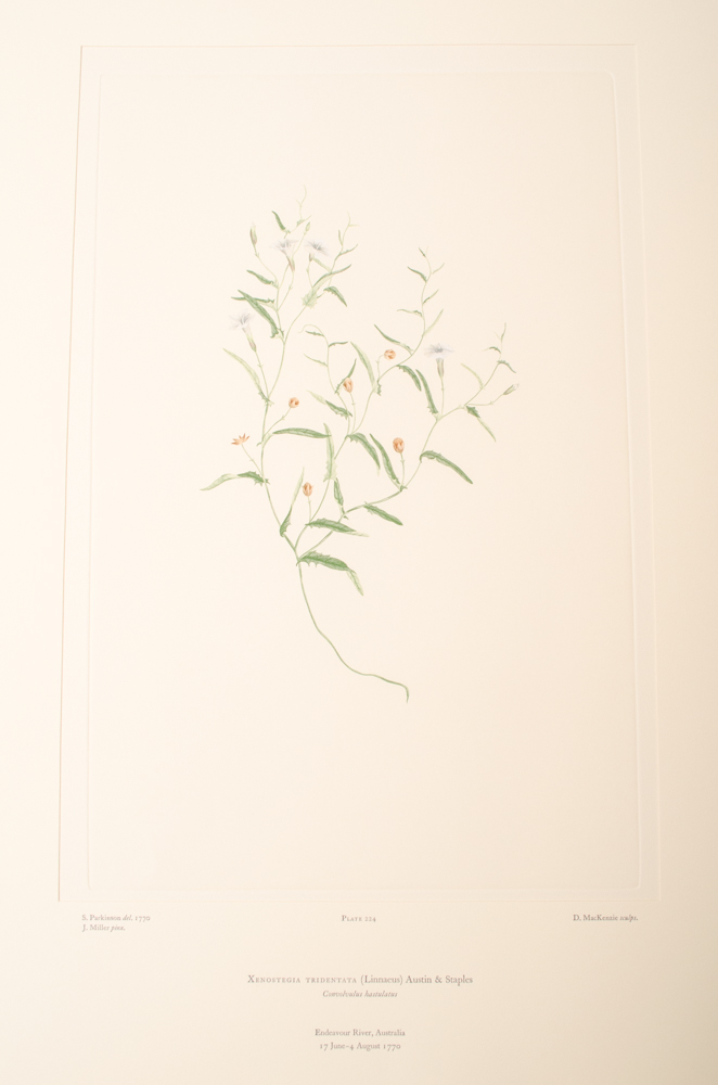 Banks' Florilegium Limited Edition "Part X: Australia Plates 203-225" Engravings