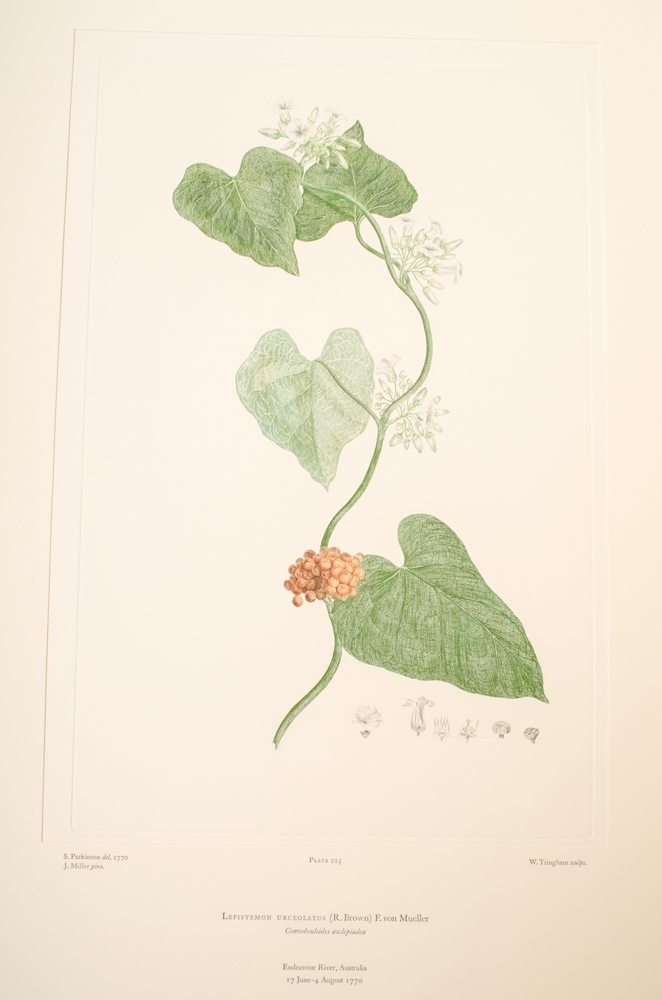 Banks' Florilegium Limited Edition "Part X: Australia Plates 203-225" Engravings