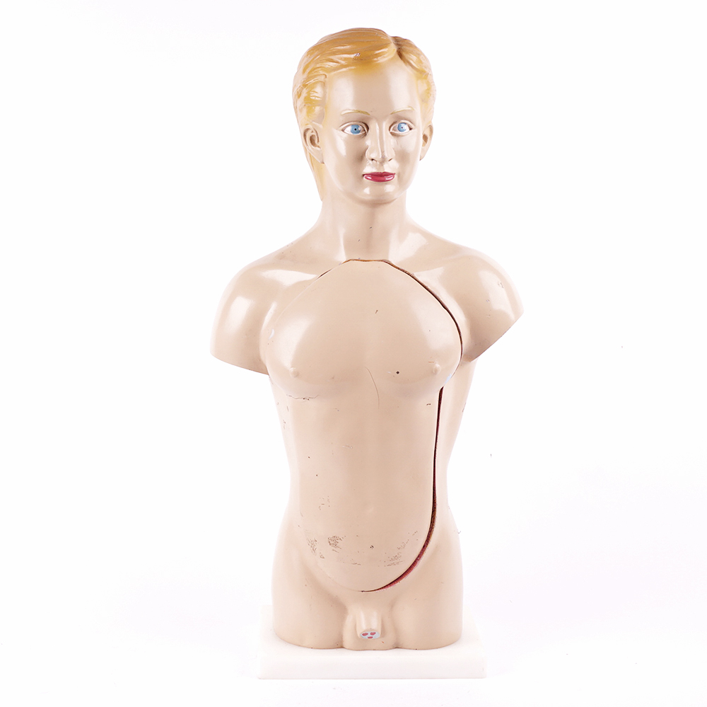 Vintage Male Torso Anatomical Model