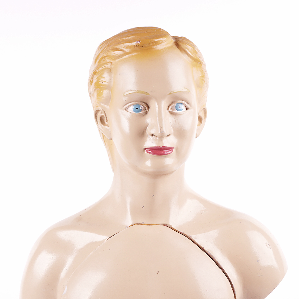 Vintage Male Torso Anatomical Model