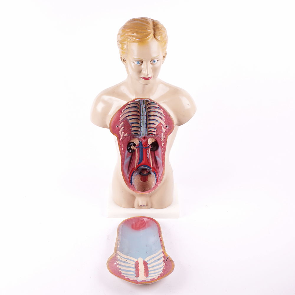 Vintage Male Torso Anatomical Model