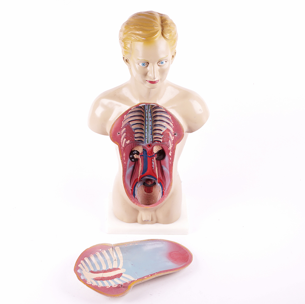Vintage Male Torso Anatomical Model
