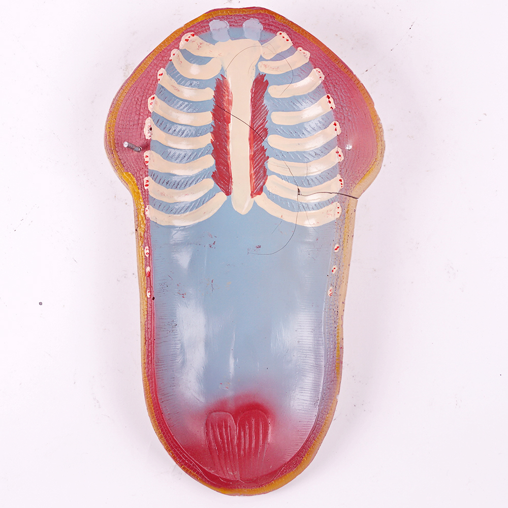 Vintage Male Torso Anatomical Model