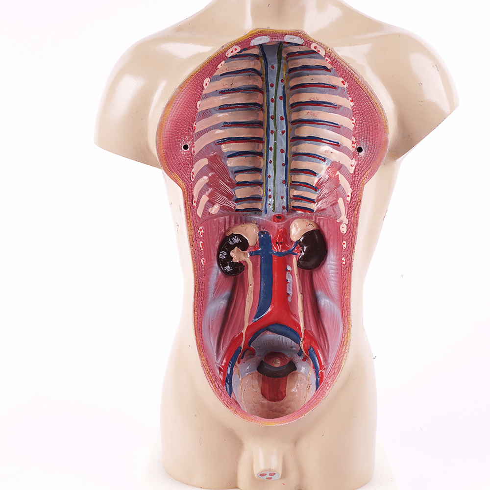 Vintage Male Torso Anatomical Model