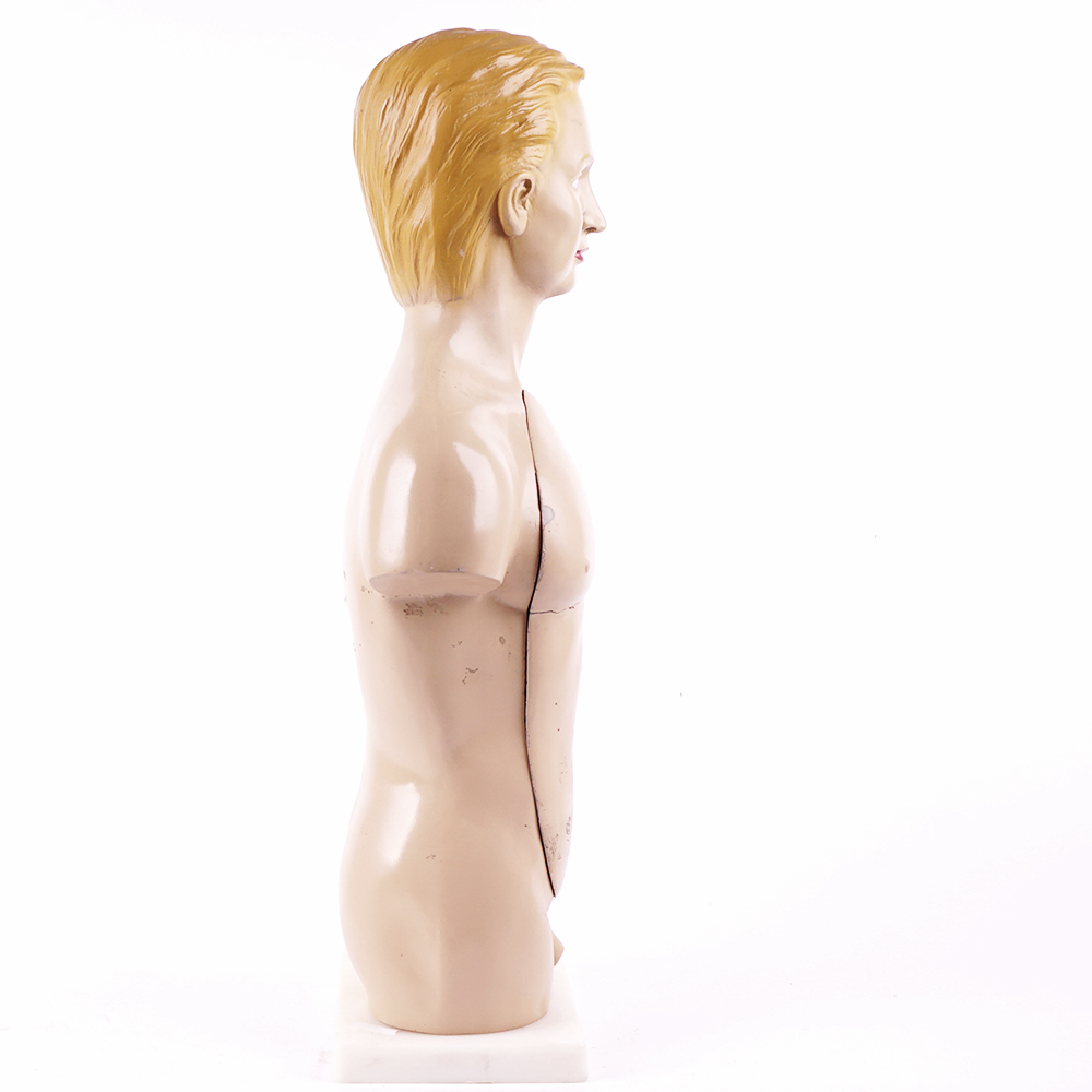 Vintage Male Torso Anatomical Model