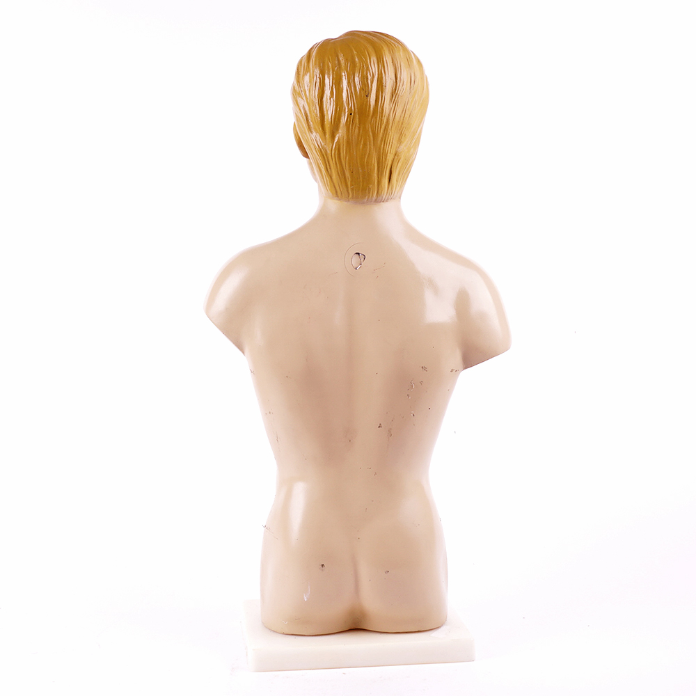 Vintage Male Torso Anatomical Model