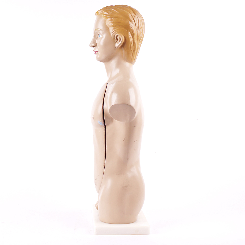 Vintage Male Torso Anatomical Model