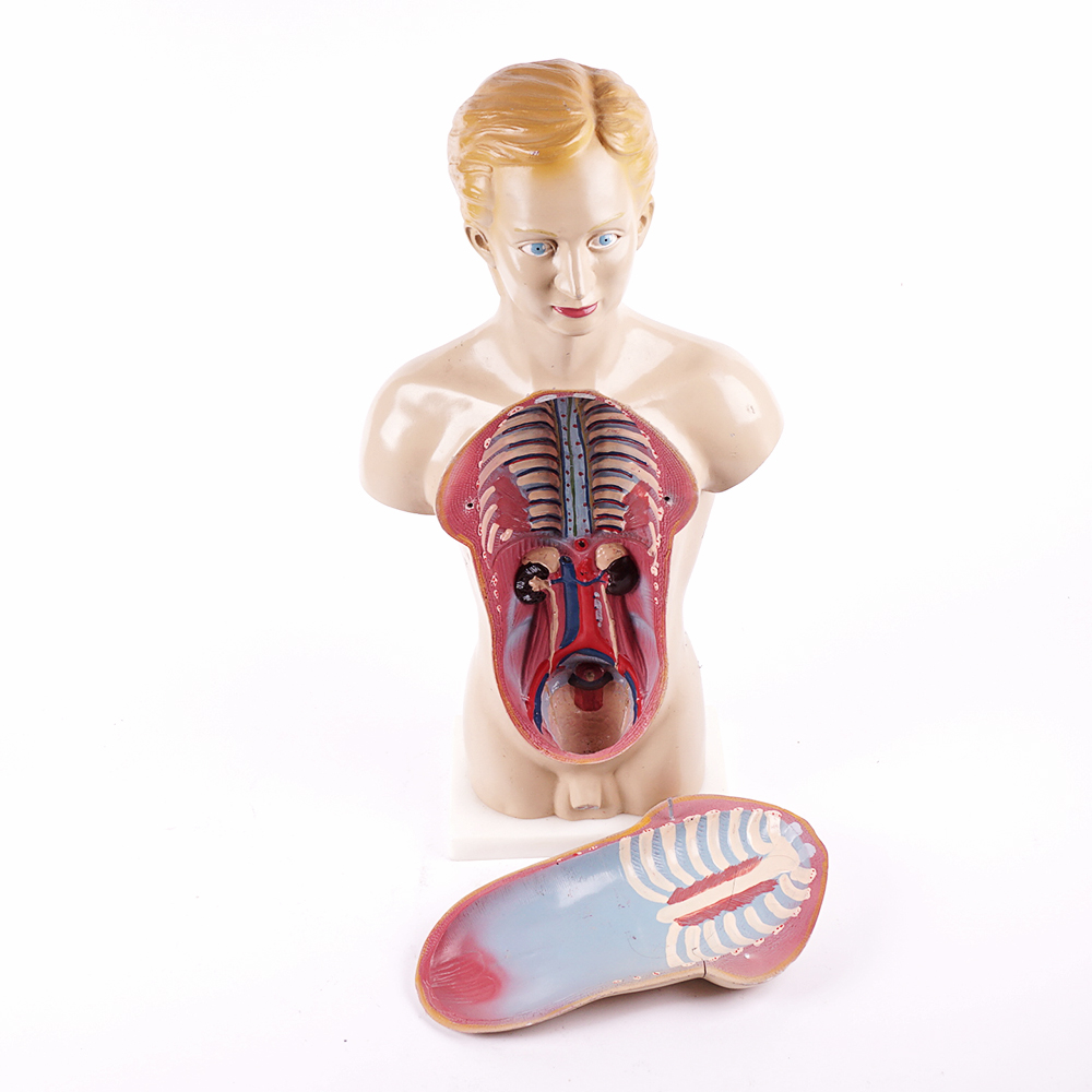 Vintage Male Torso Anatomical Model
