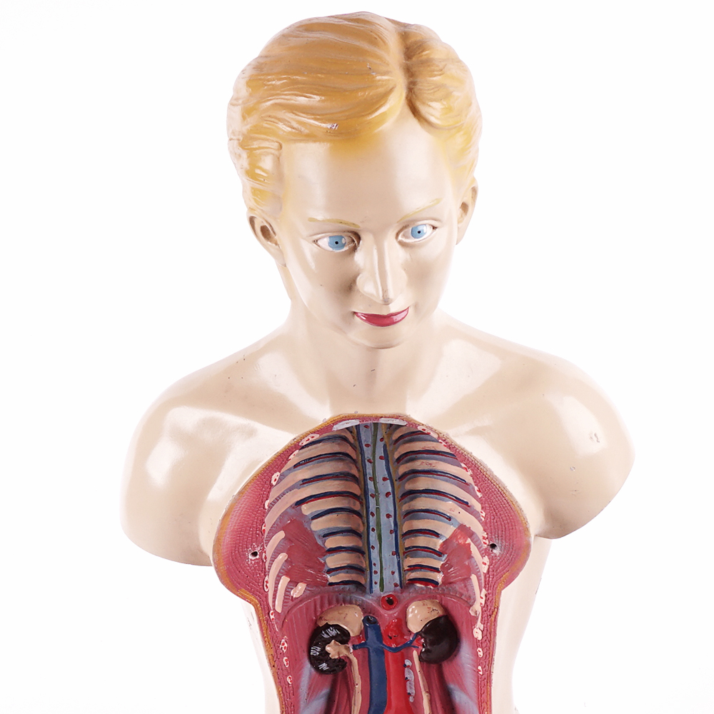 Vintage Male Torso Anatomical Model