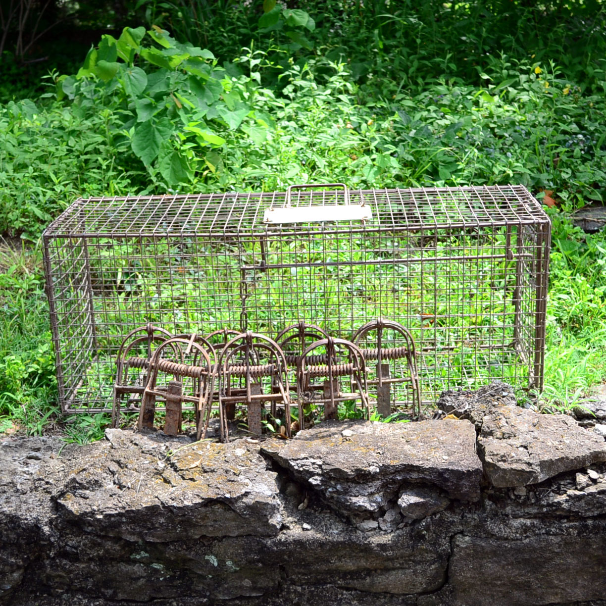 Animal Cage & Traps