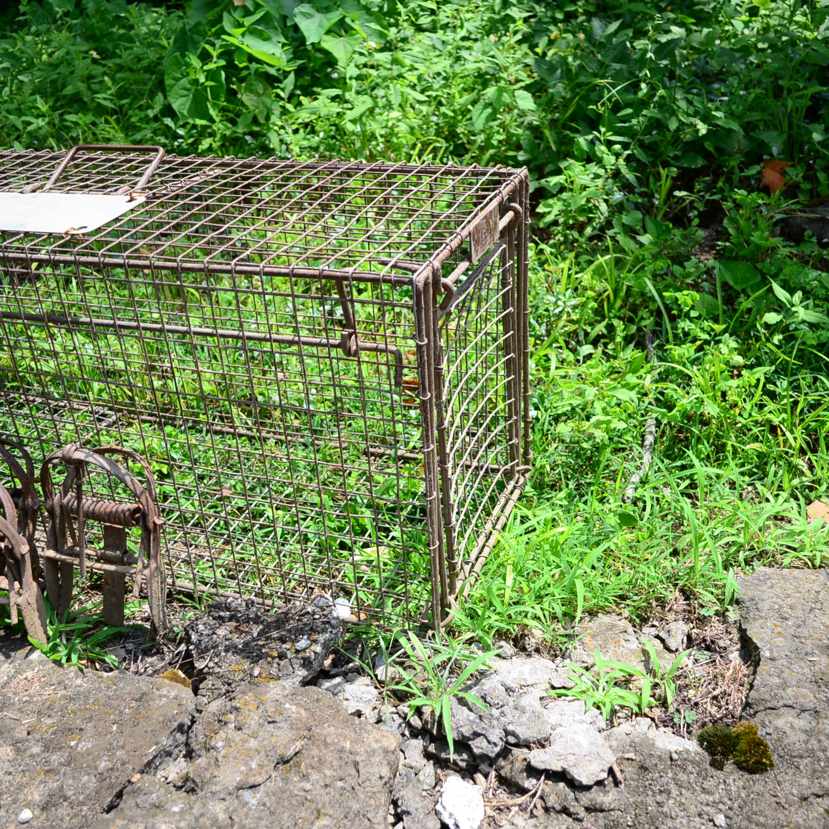 Animal Cage & Traps