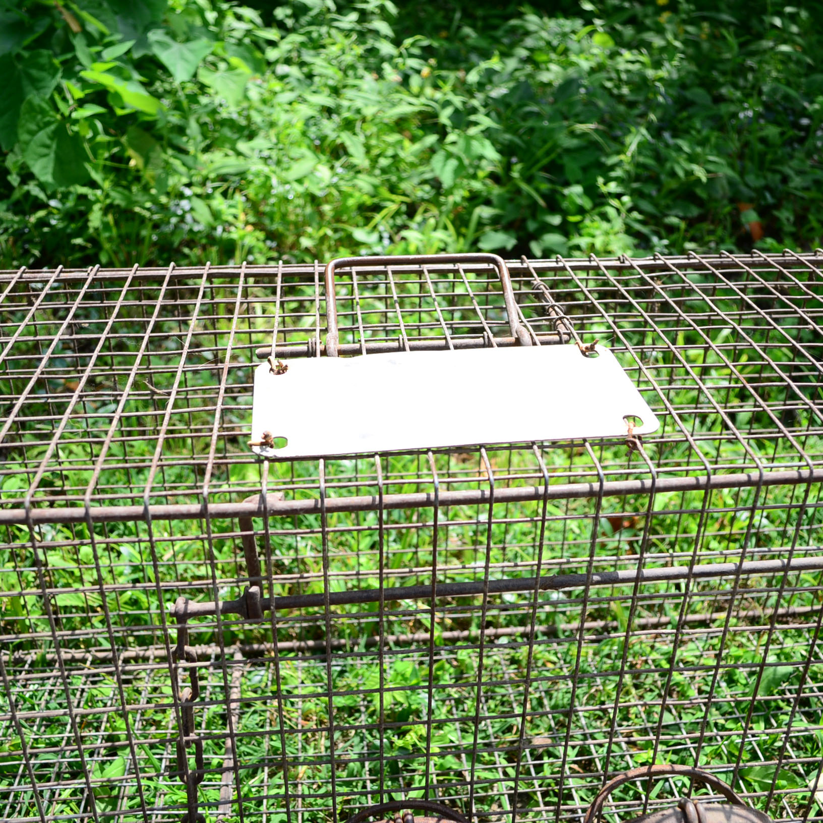 Animal Cage & Traps