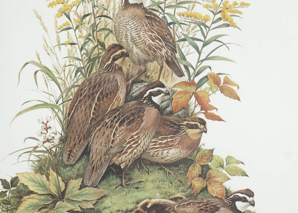 Bird Prints by Robert Tory Peterson