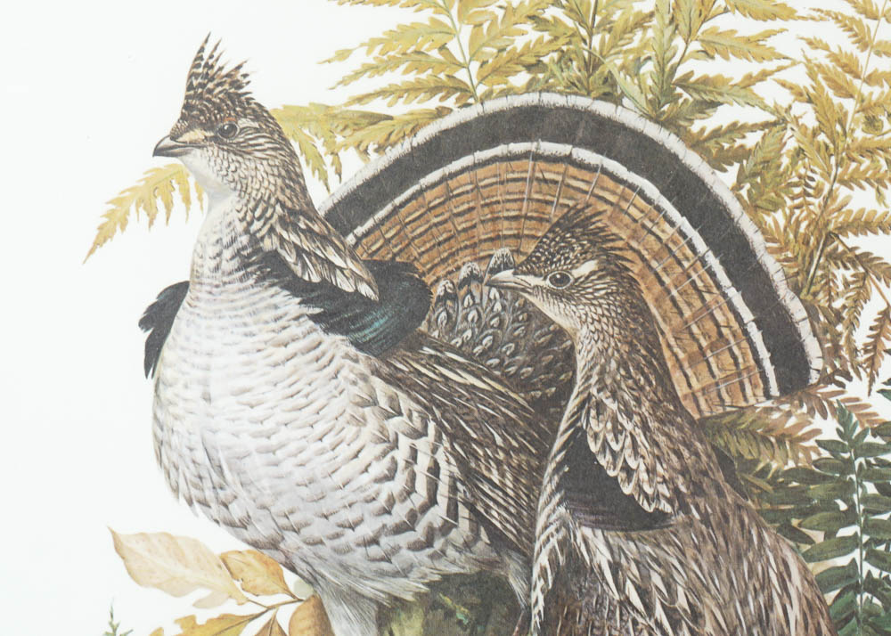 Bird Prints by Robert Tory Peterson