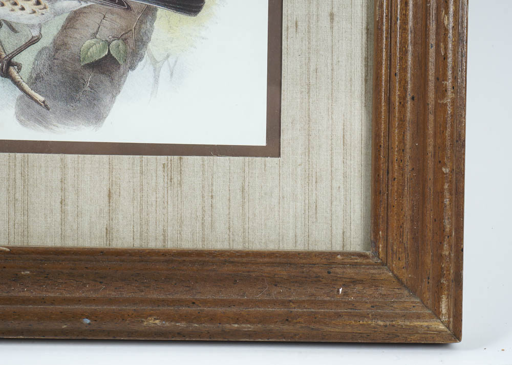 Bird Prints by Robert Tory Peterson