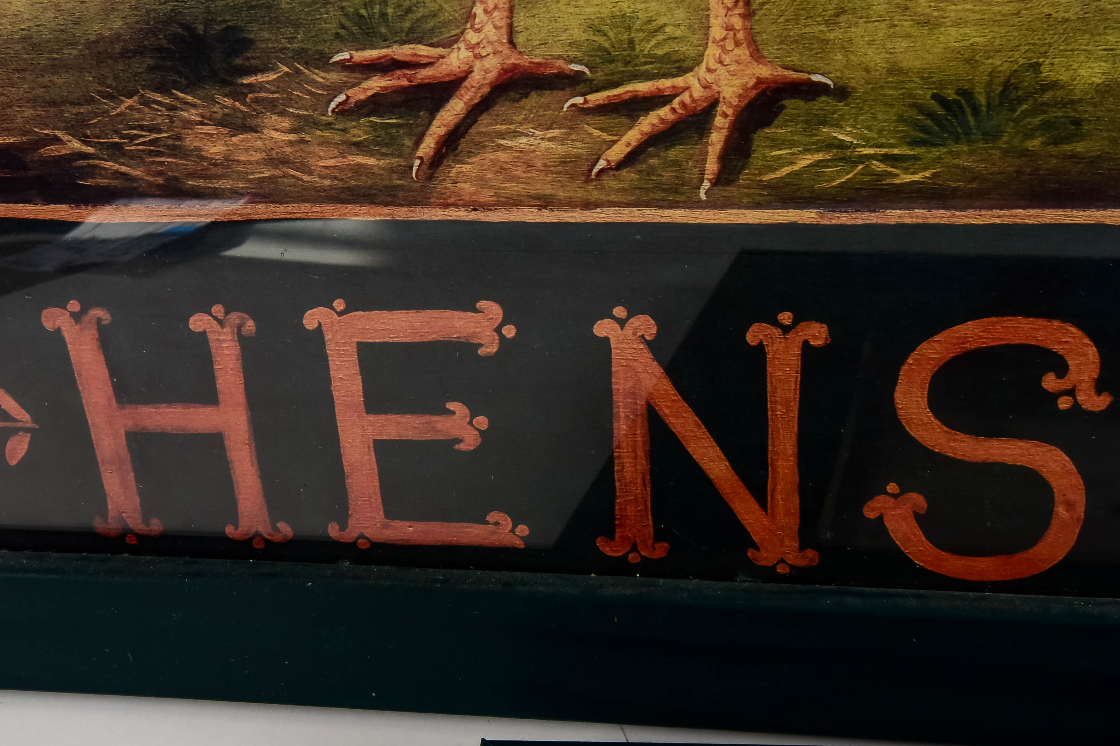 Collection of Framed Animal Prints