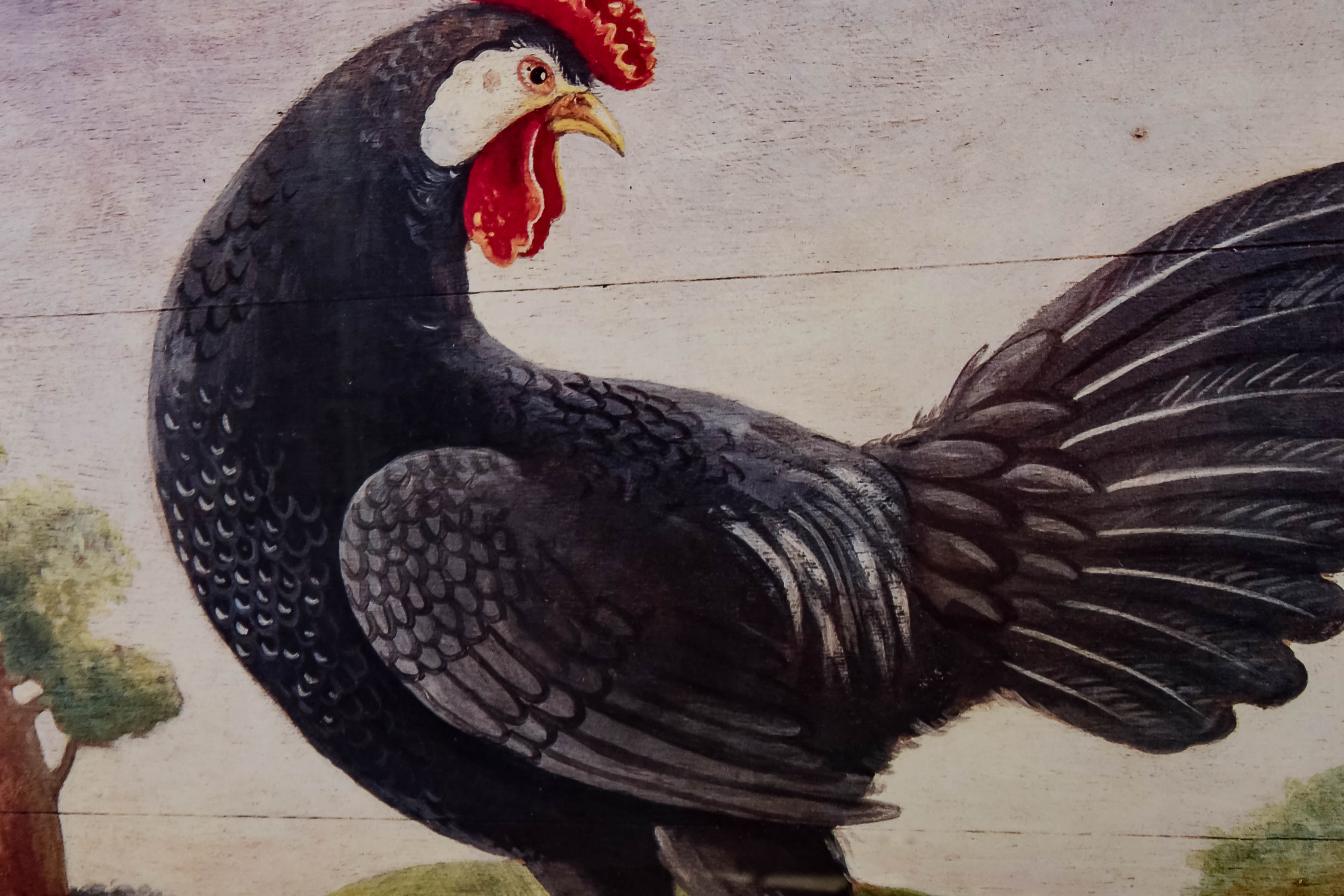 Collection of Framed Animal Prints