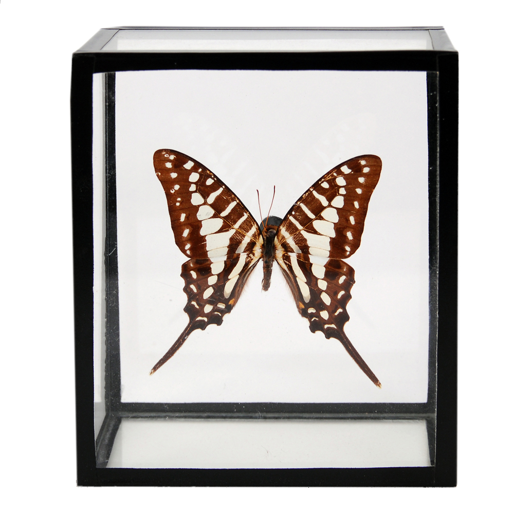 Swordtail Butterfly Specimen