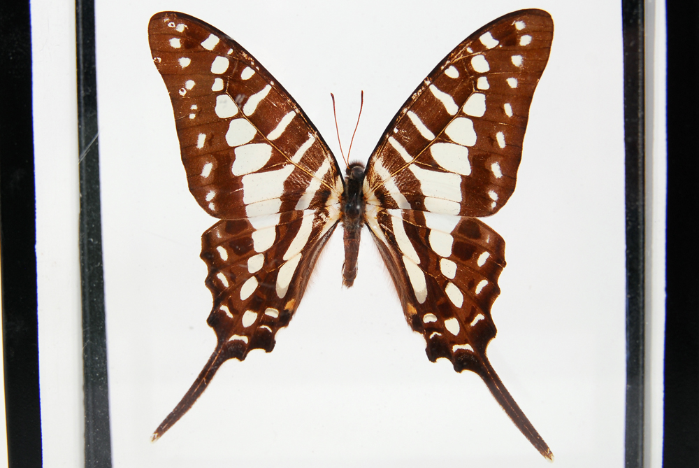 Swordtail Butterfly Specimen