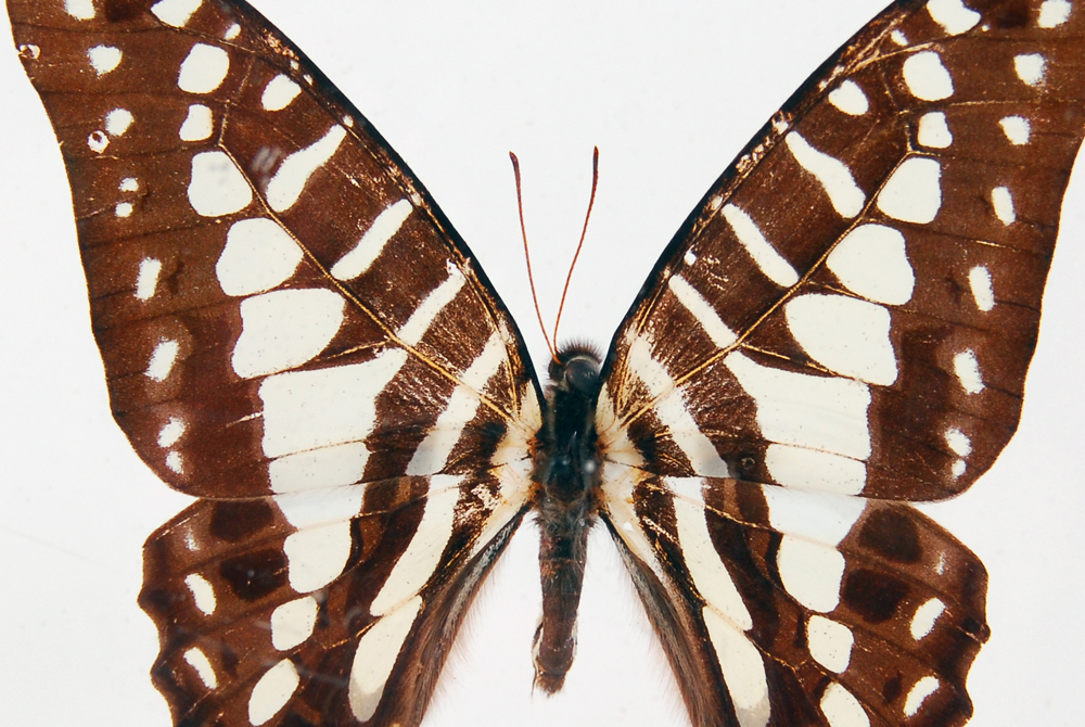 Swordtail Butterfly Specimen