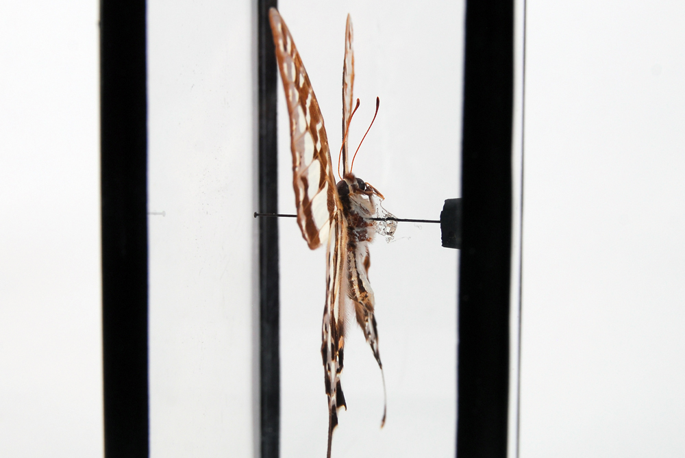 Swordtail Butterfly Specimen