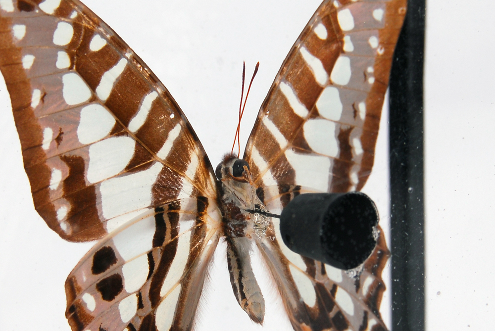 Swordtail Butterfly Specimen