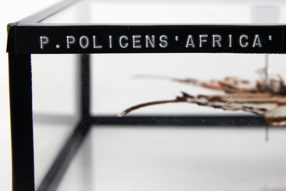 Swordtail Butterfly Specimen