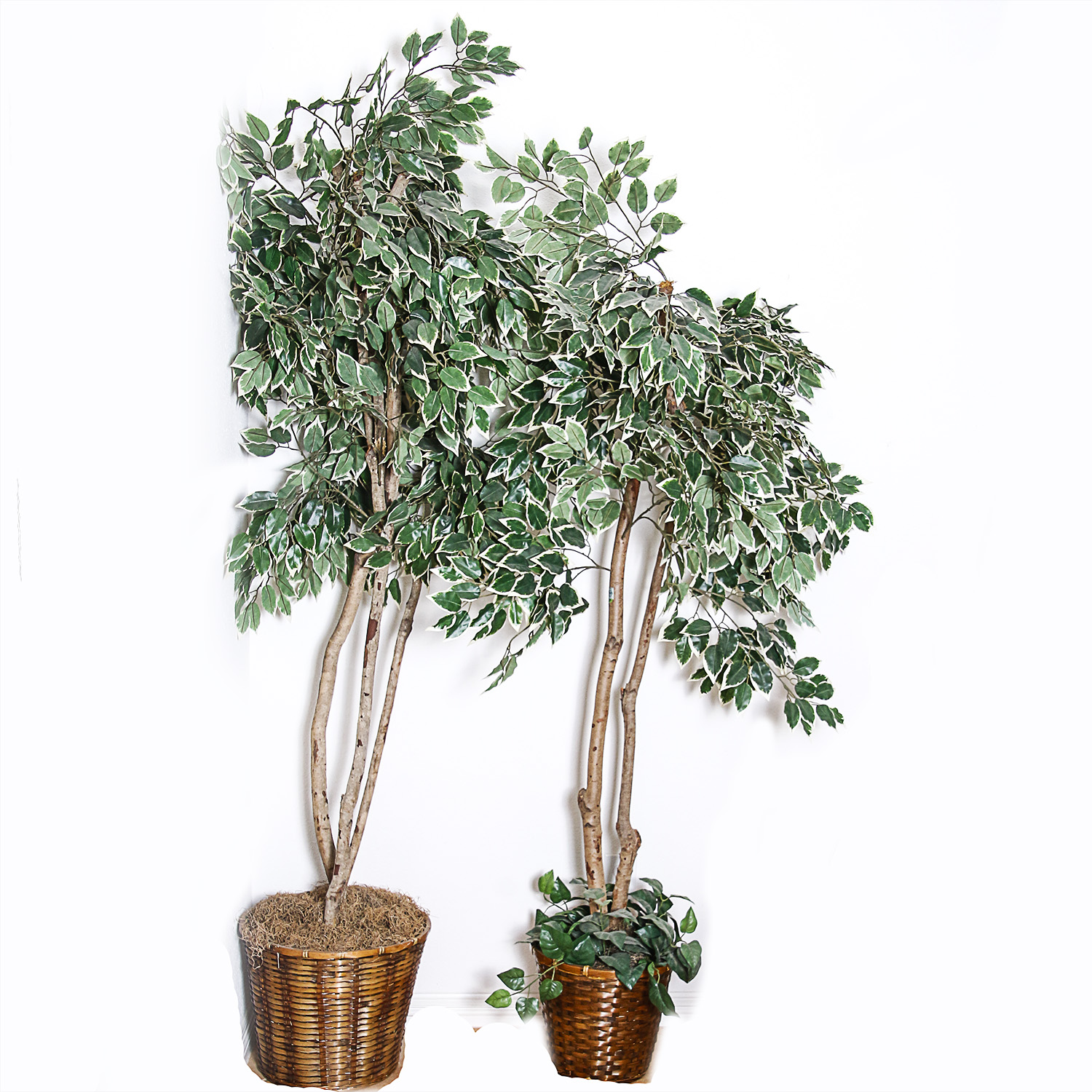 Two Silk Trees in Wicker Pots