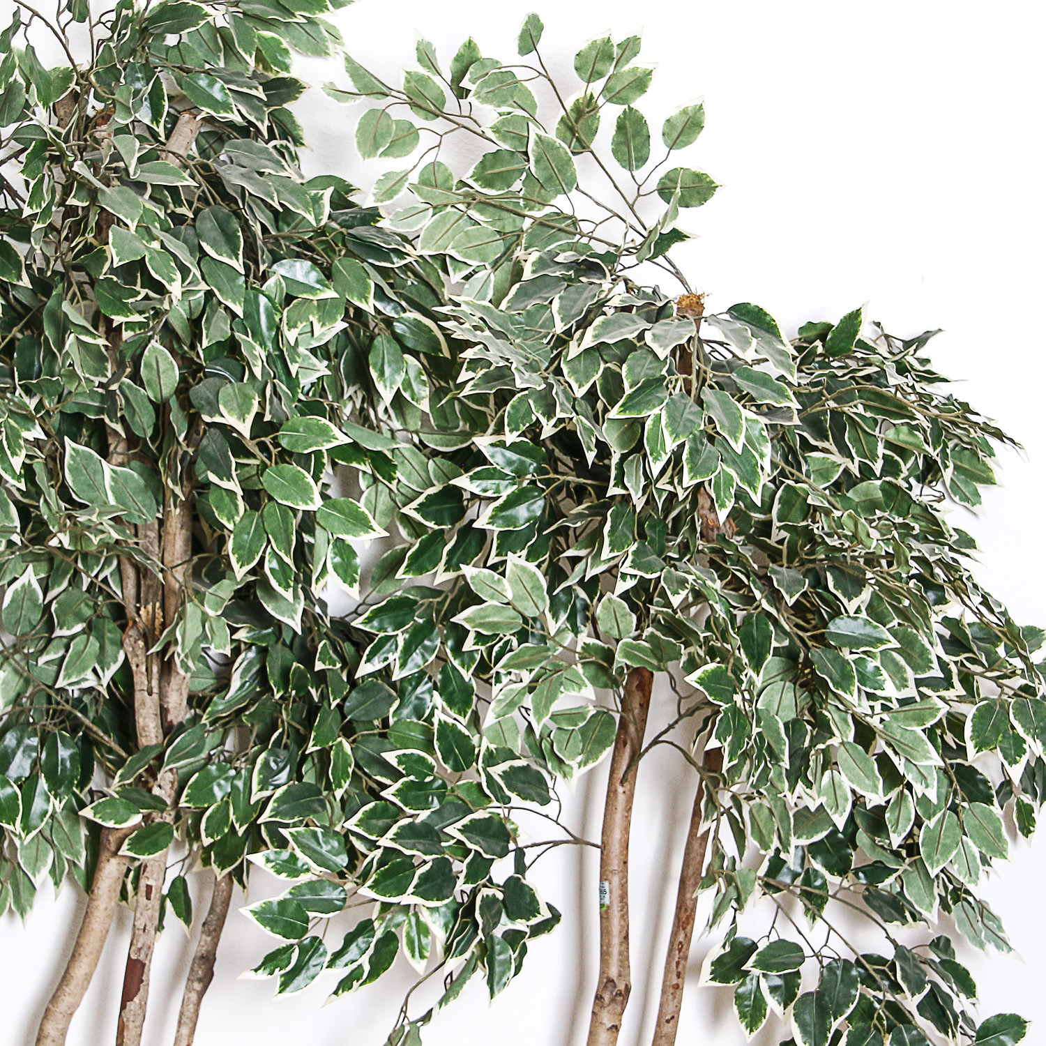 Two Silk Trees in Wicker Pots