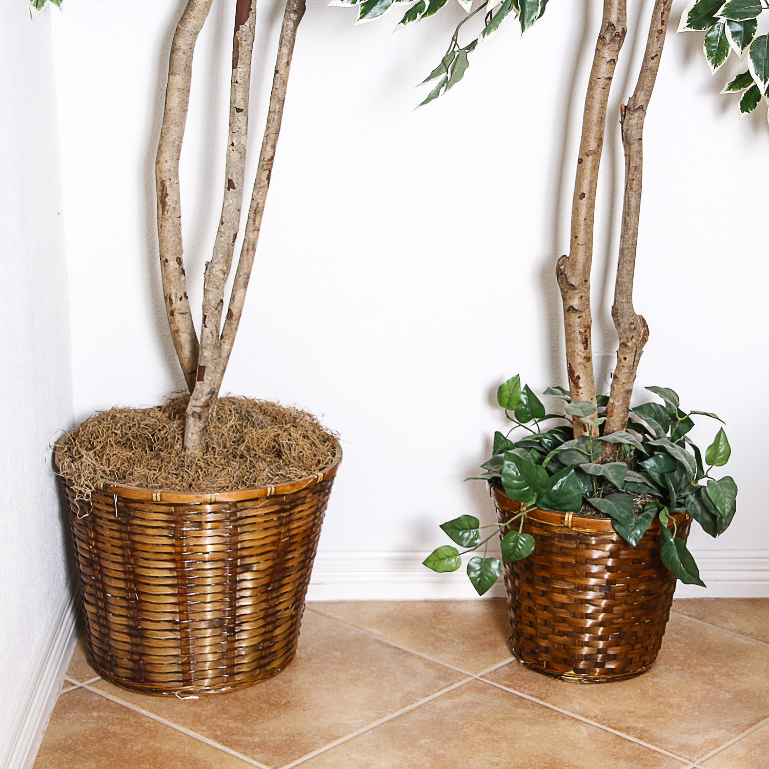 Two Silk Trees in Wicker Pots