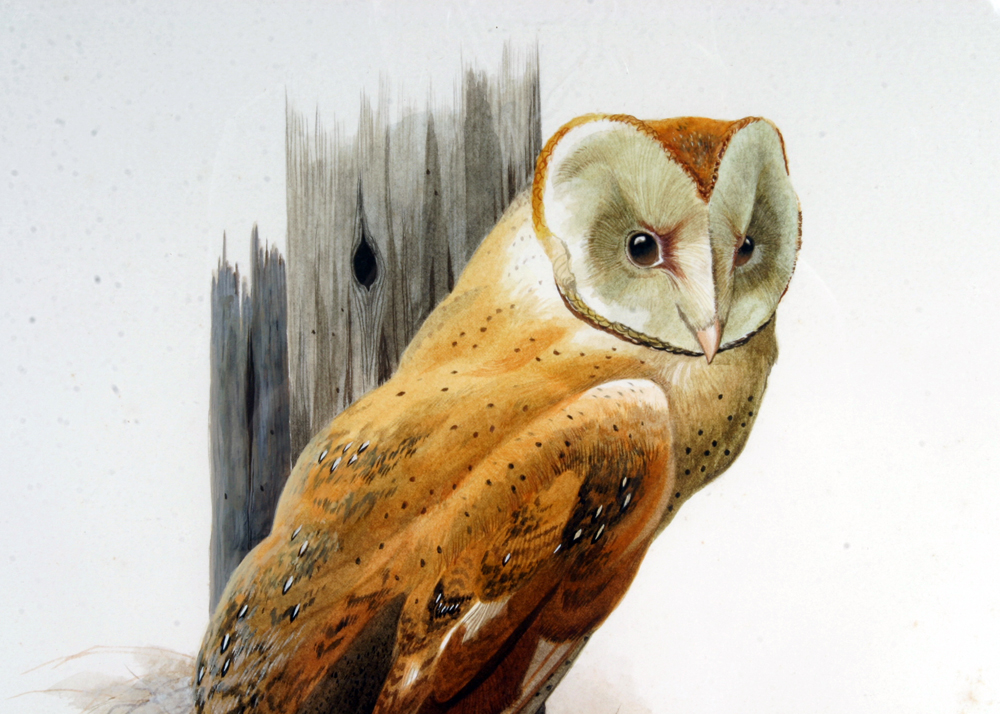 Signed, Original Watercolor of an Owl by Listed Artist Jo Polseno