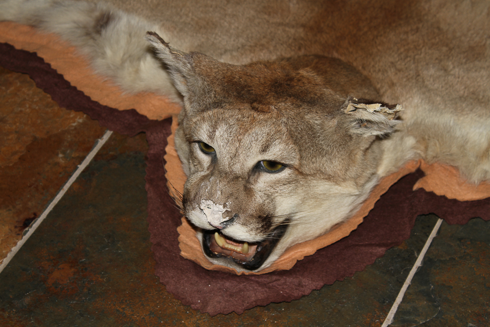 Small Cougar Pelt