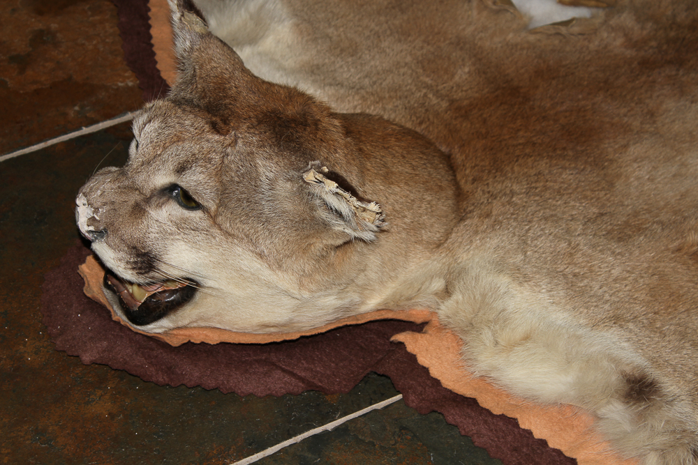 Small Cougar Pelt